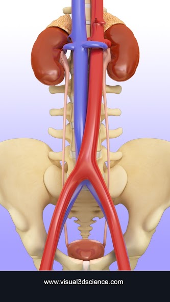 My Urinary System