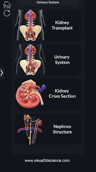 My Urinary System