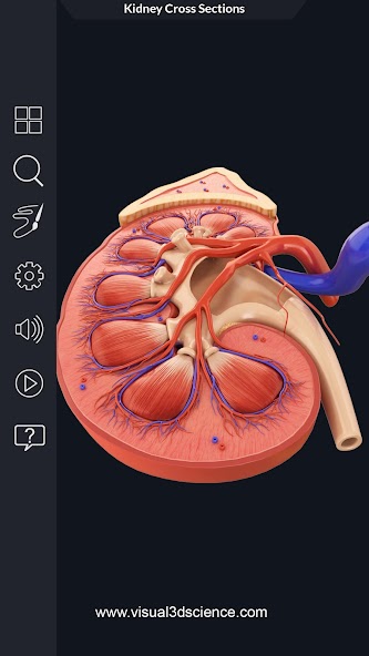 My Urinary System