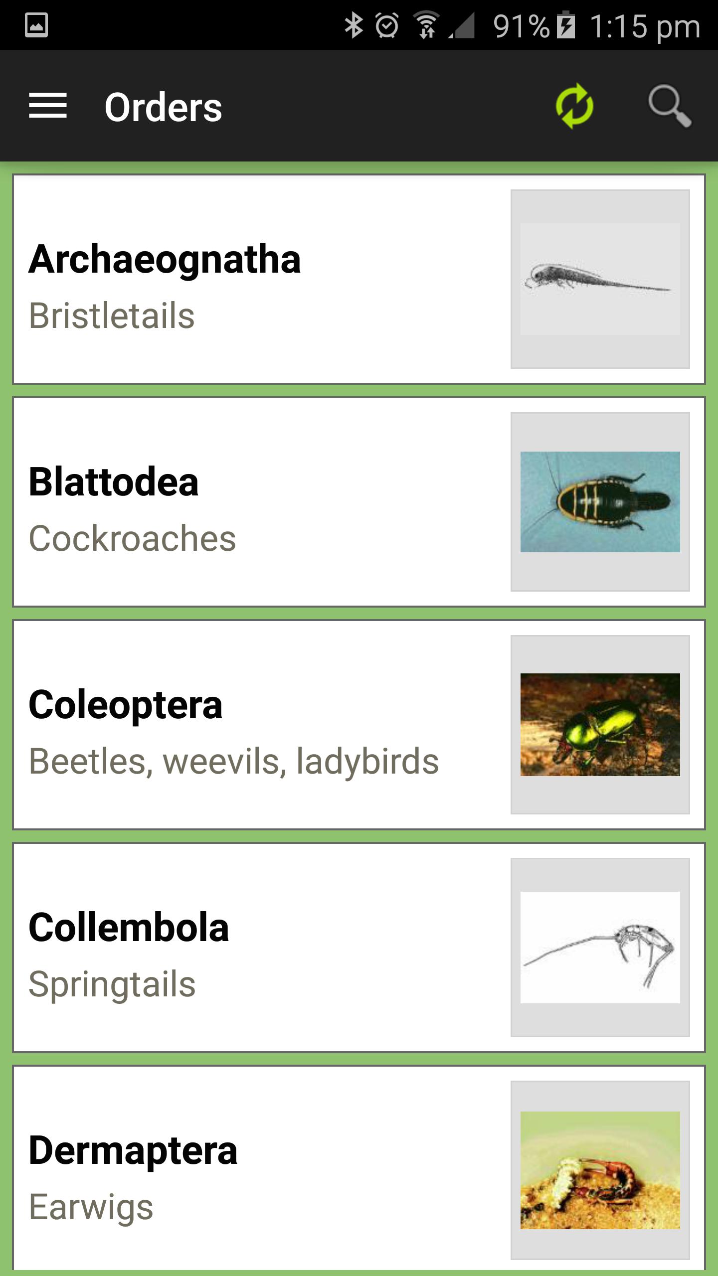 Insect Orders