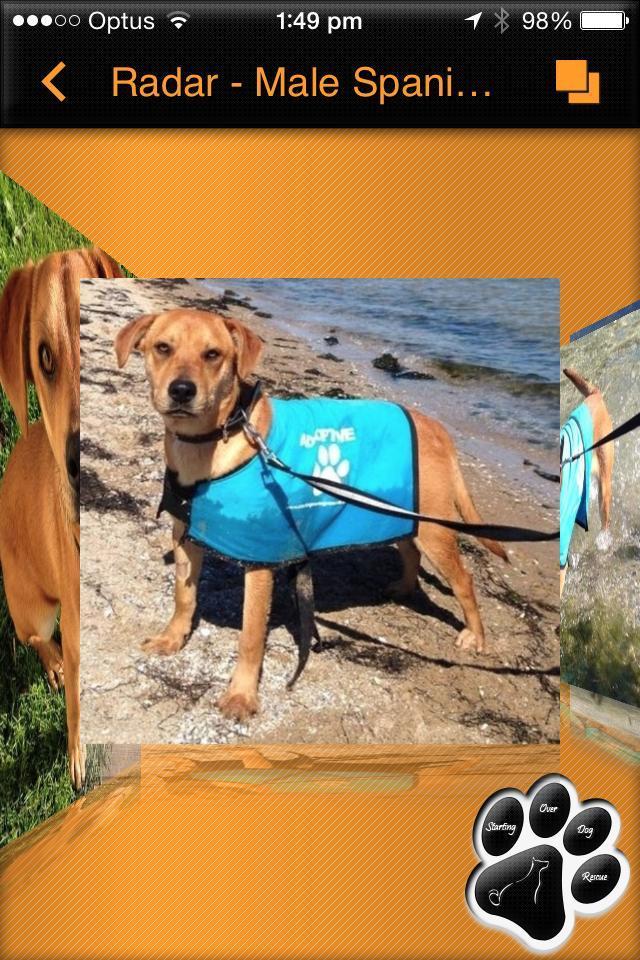 Starting Over Dog Rescue