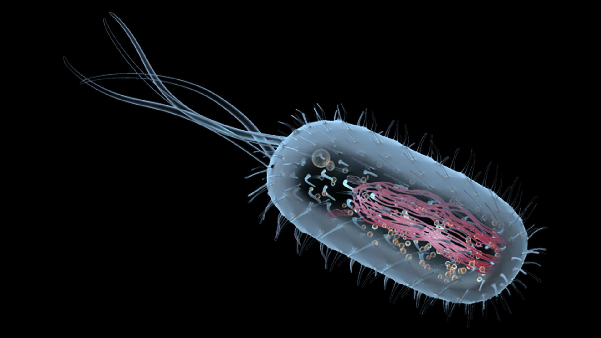 Prokaryotic Cell 3D