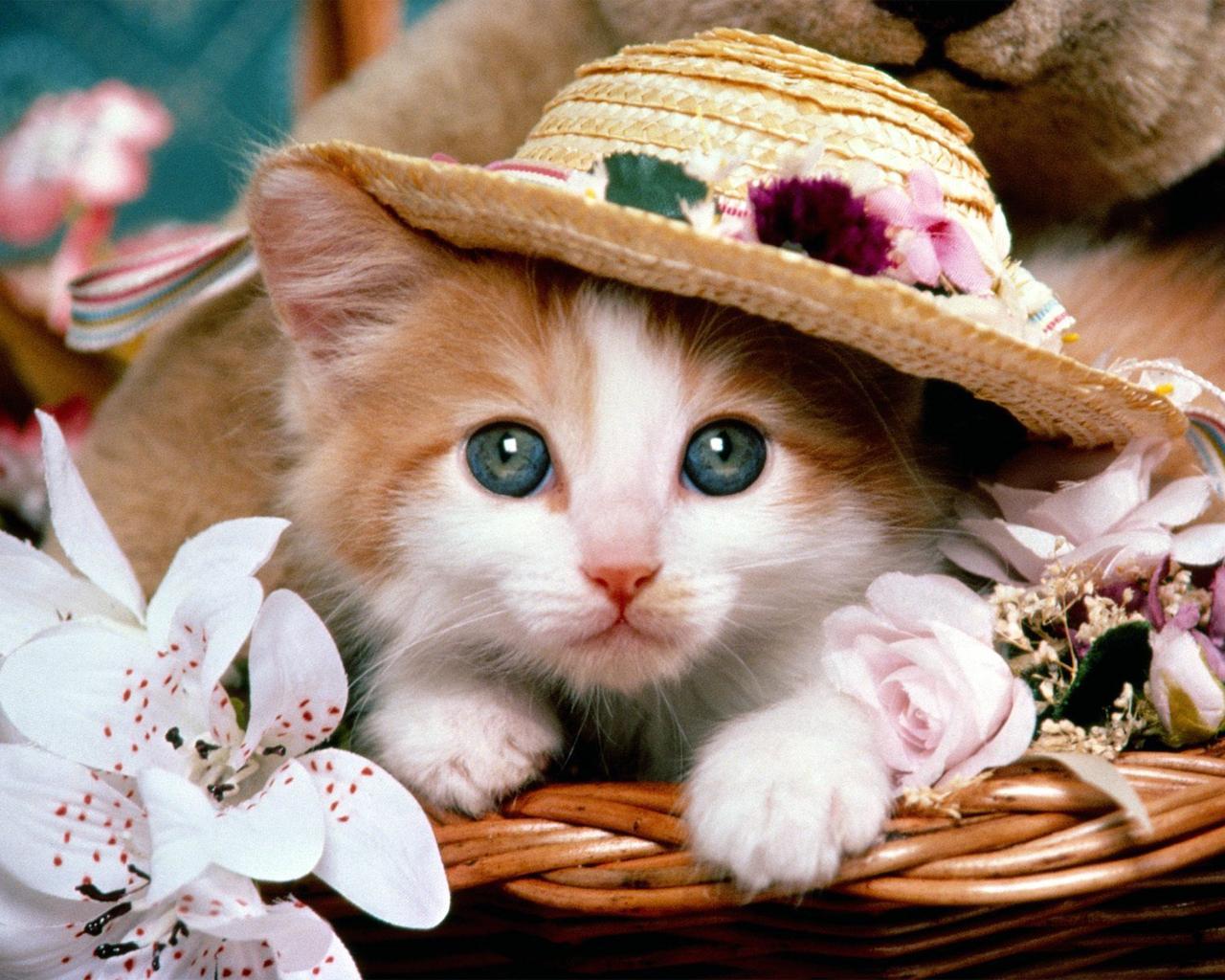 Kitten Wallpapers