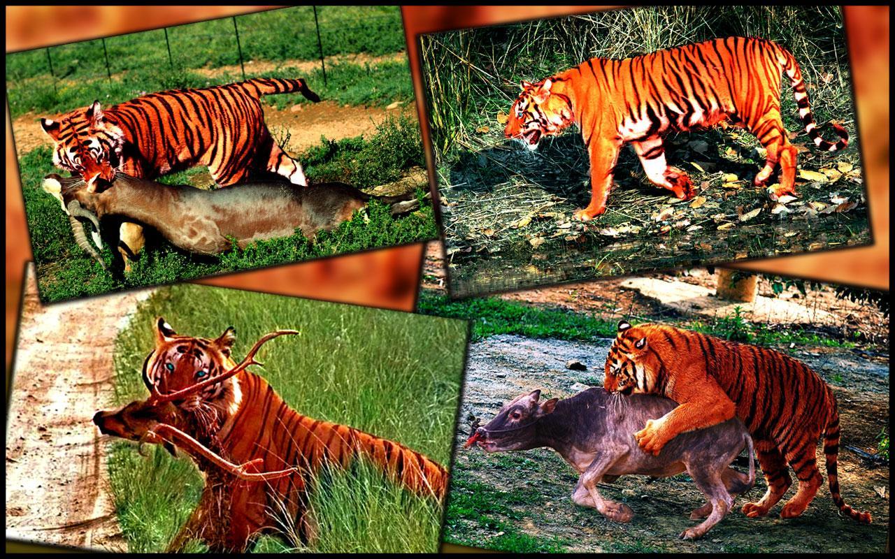 Wild Tiger Hunter 2016