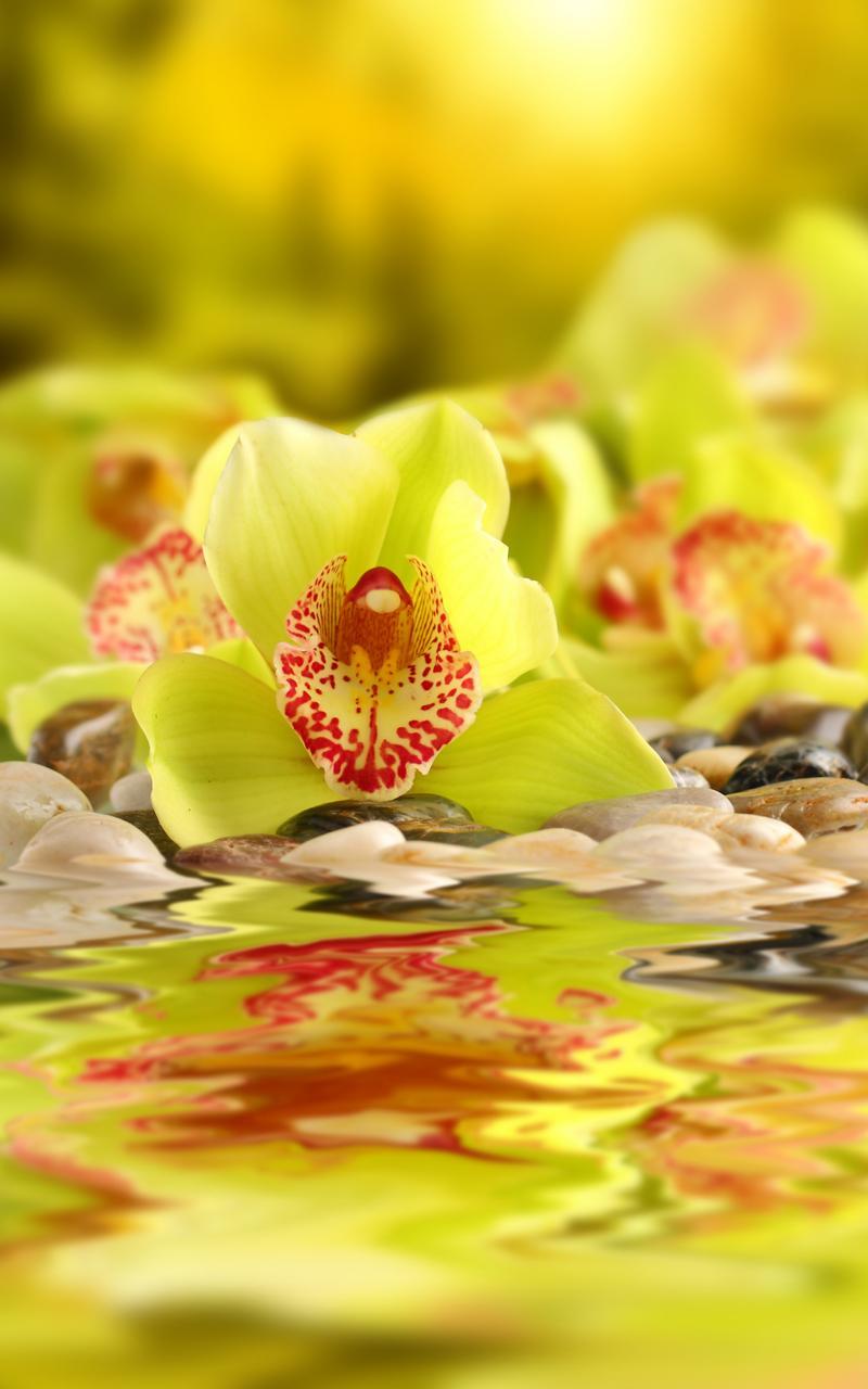 Orchid Live Wallpaper