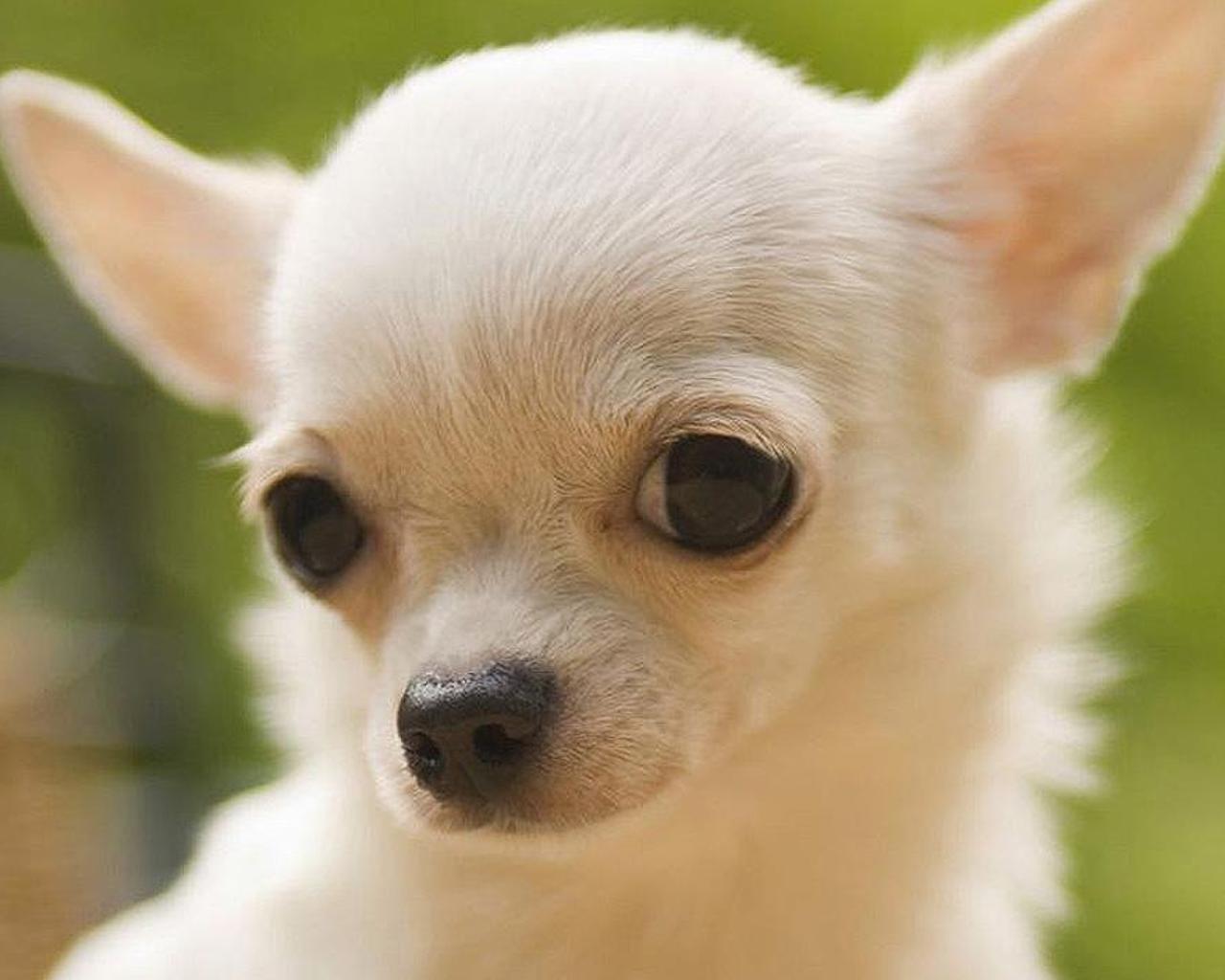 Chihuahuas Dog Jigsaw Puzzle