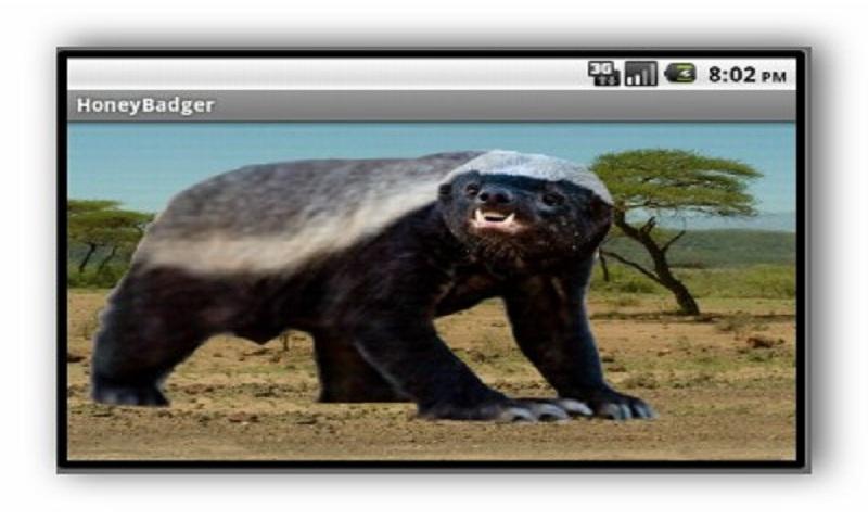 Honey Badger