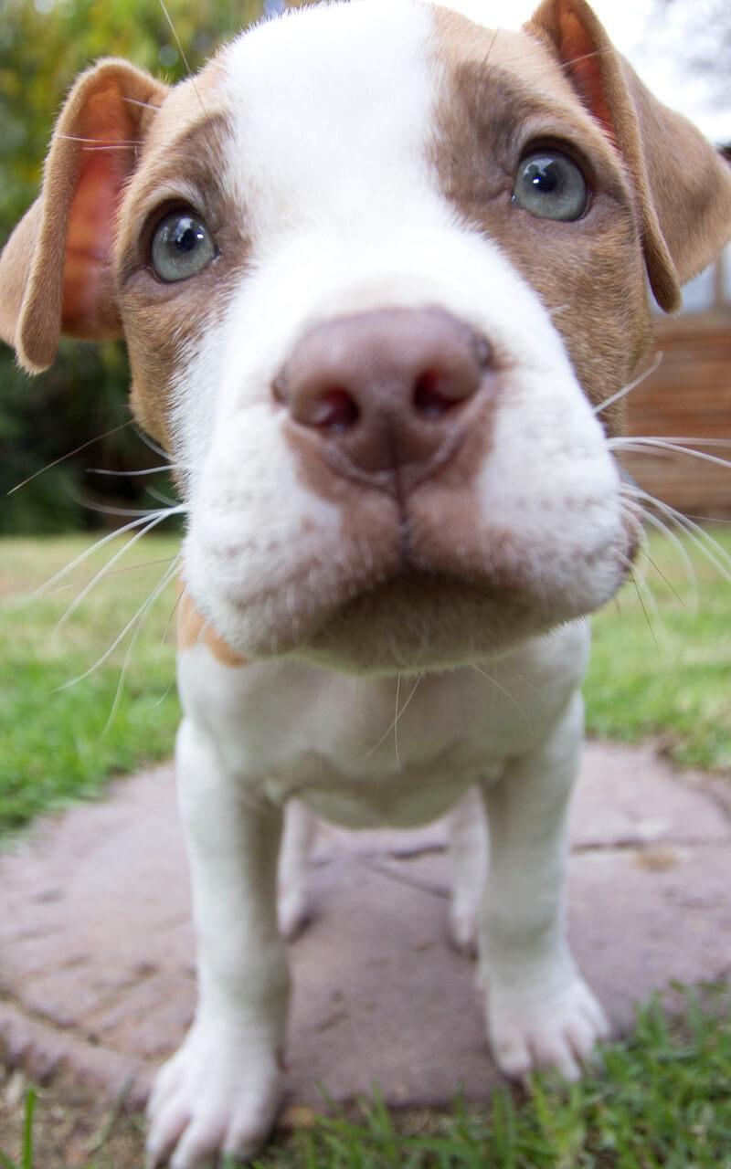 Pitbull Dog Live Wallpaper