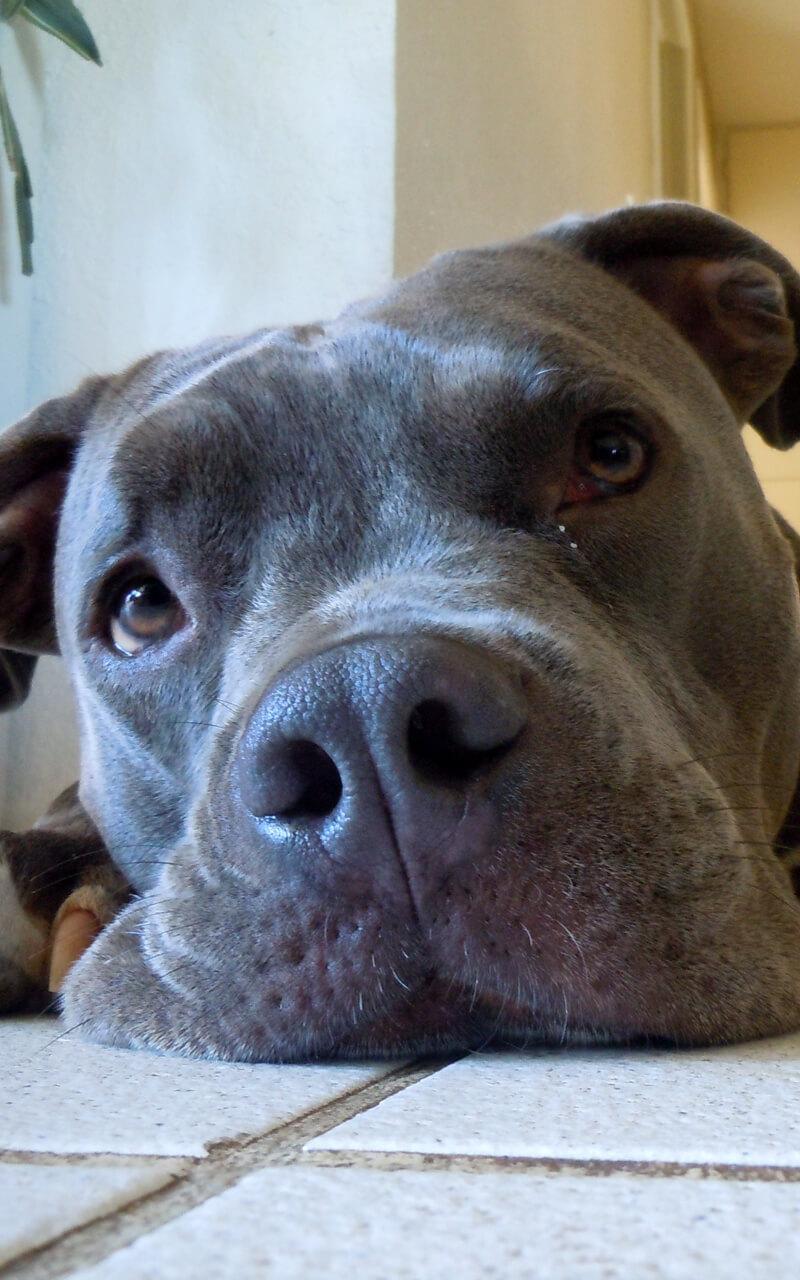 Pitbull Dog Live Wallpaper