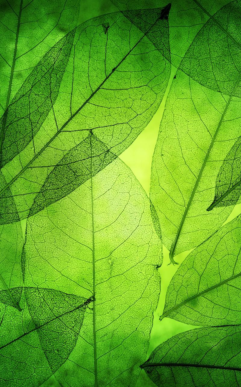 Green Leaves Live Wallpaper