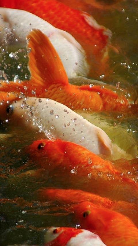 Koi Wallpapers