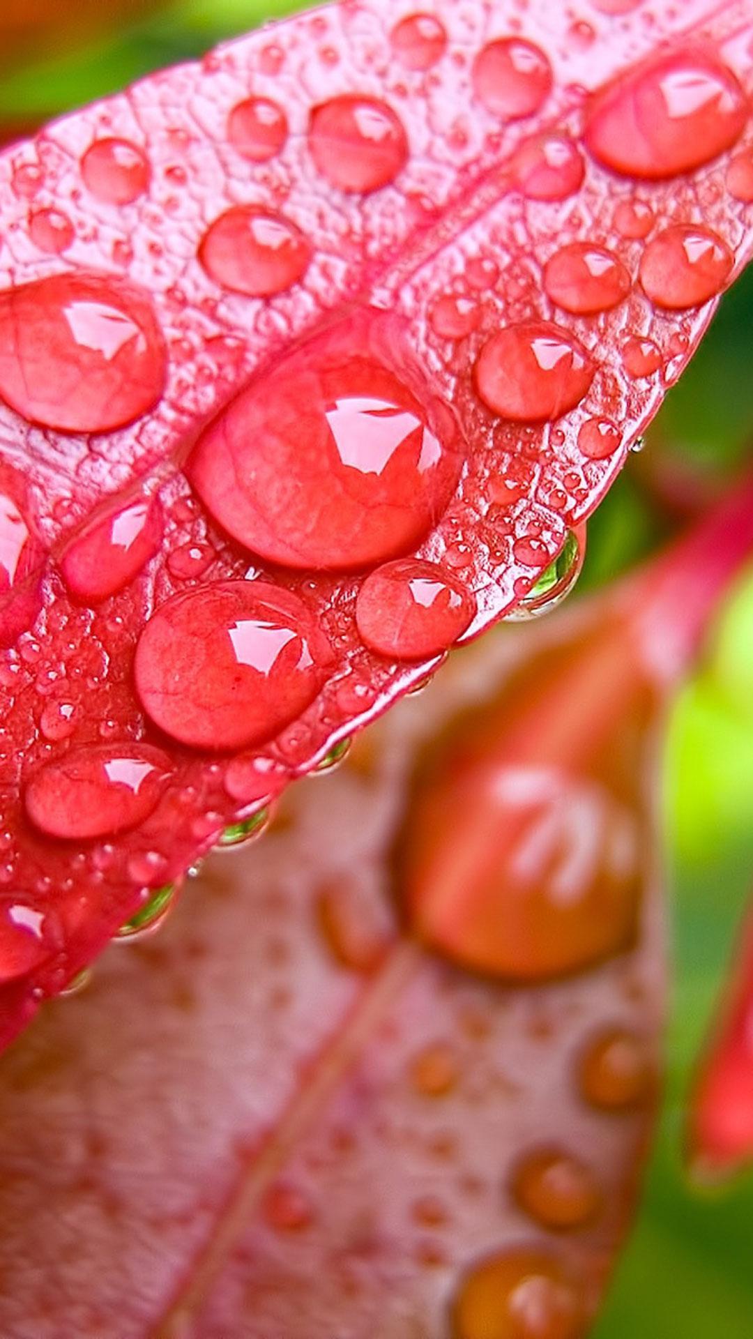 Raindrops Live Wallpaper