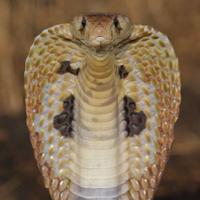 Poisonous Snakes Of The World