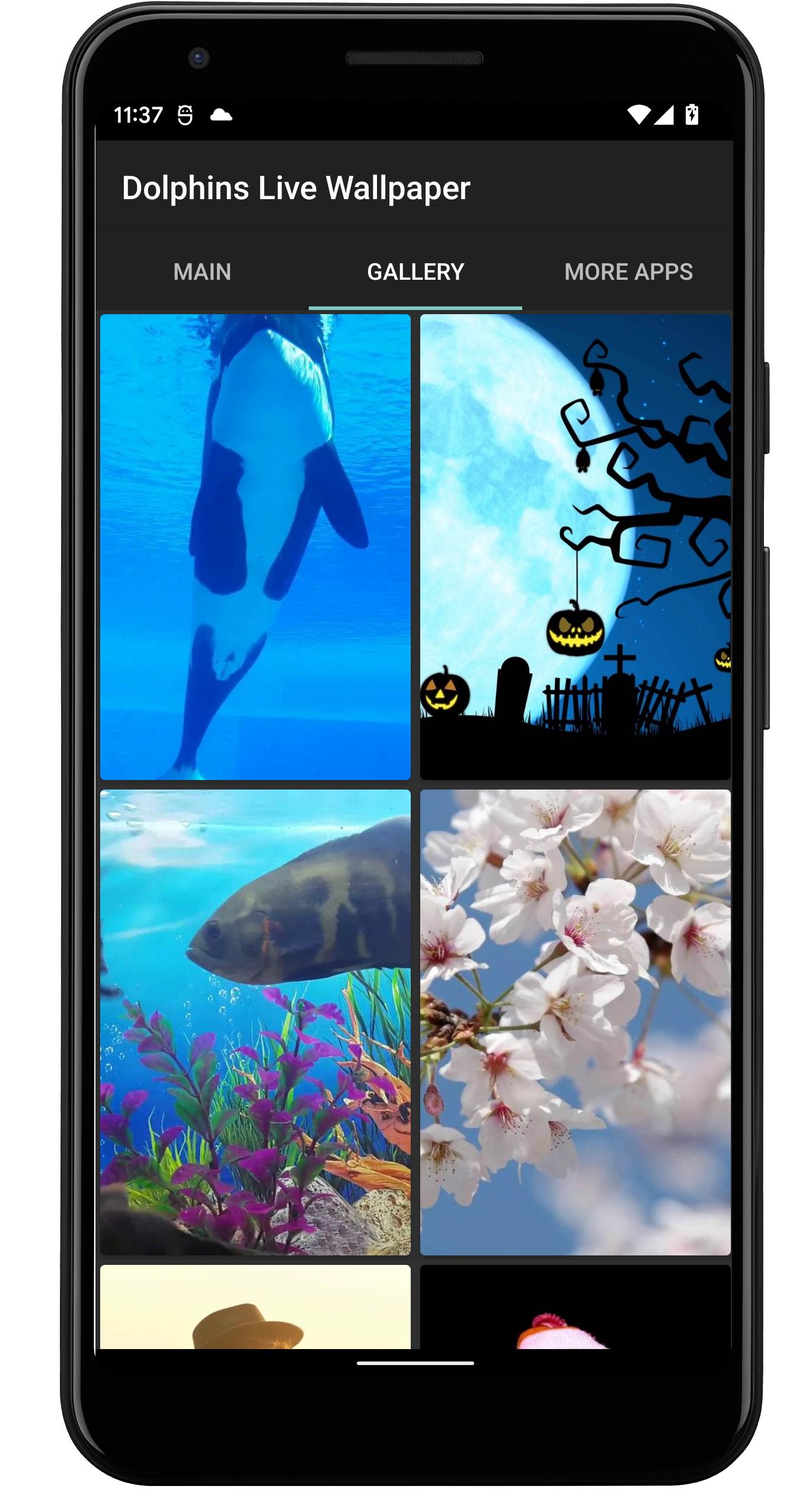 Dolphins Live Wallpaper