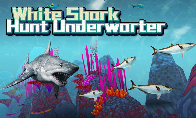 White Shark Hunt Underwarter