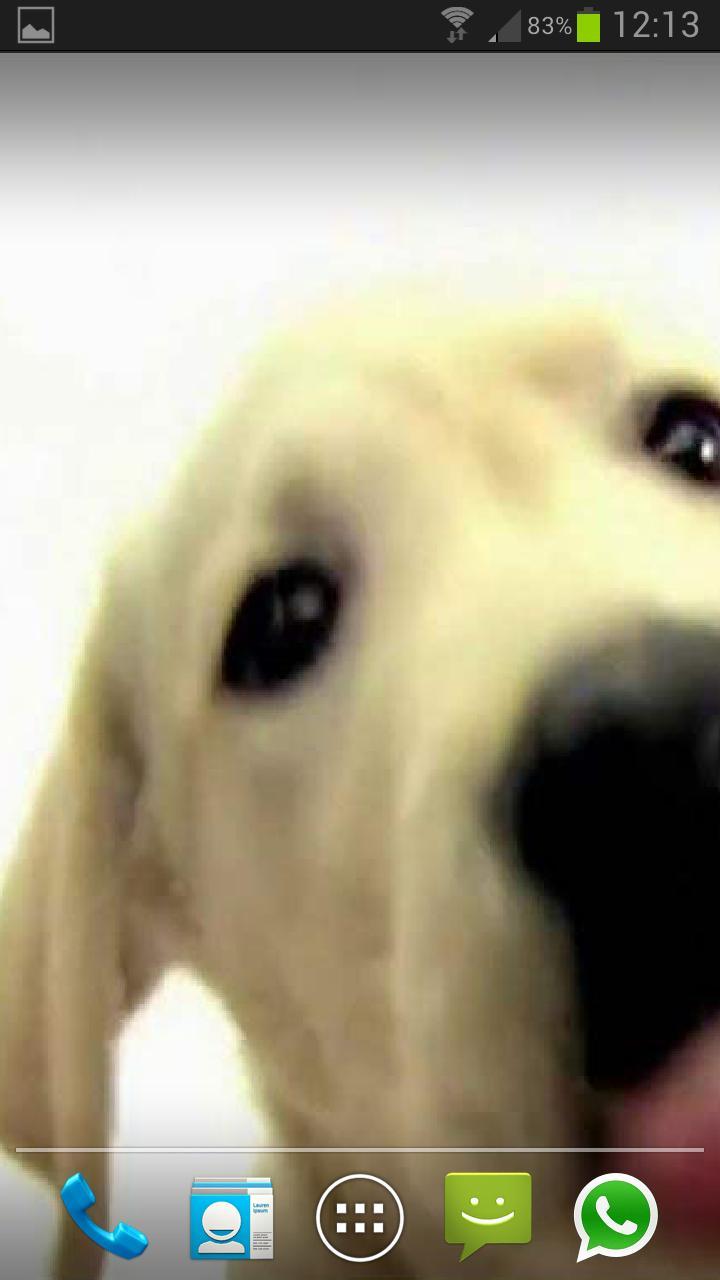 DOG SCREEN CLEANER LWP FREE