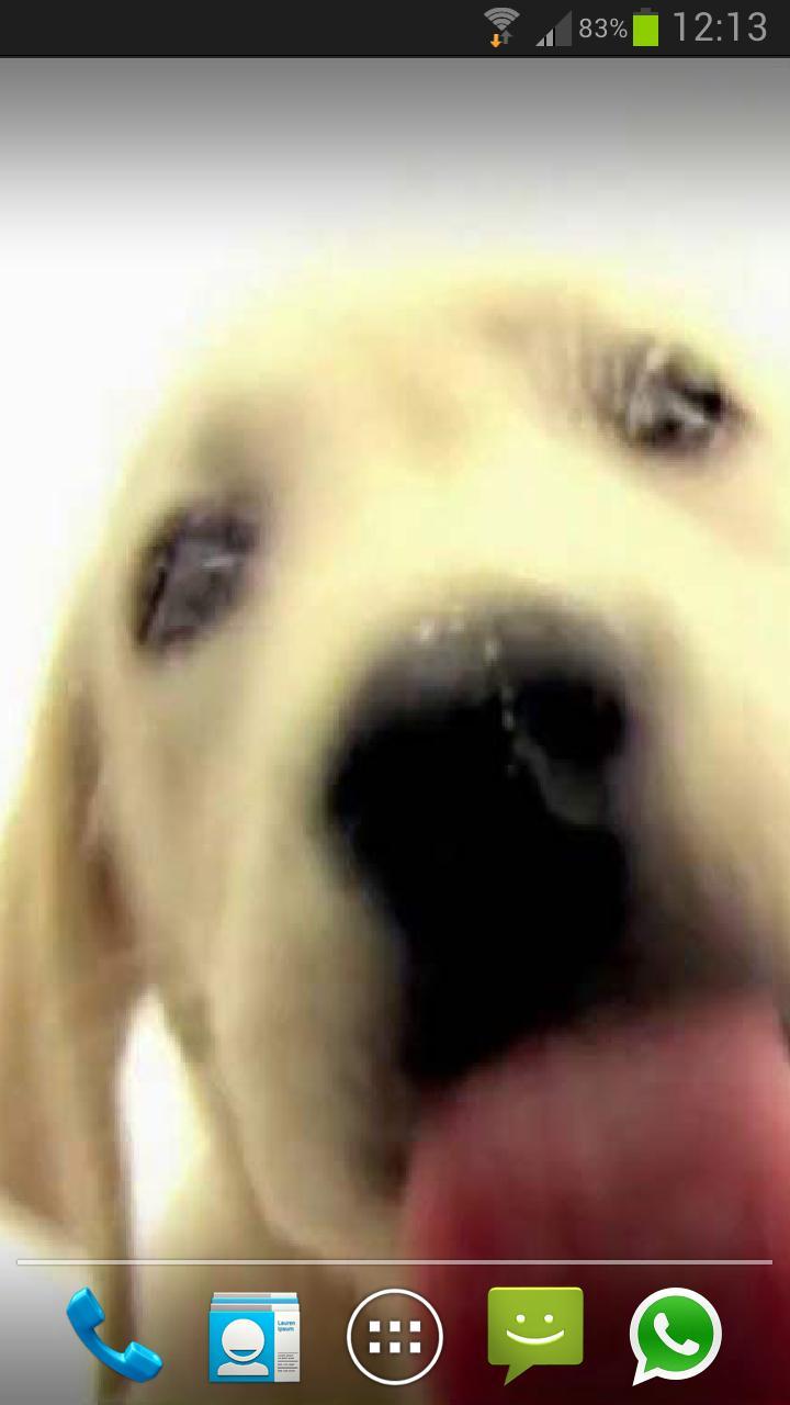 DOG SCREEN CLEANER LWP FREE