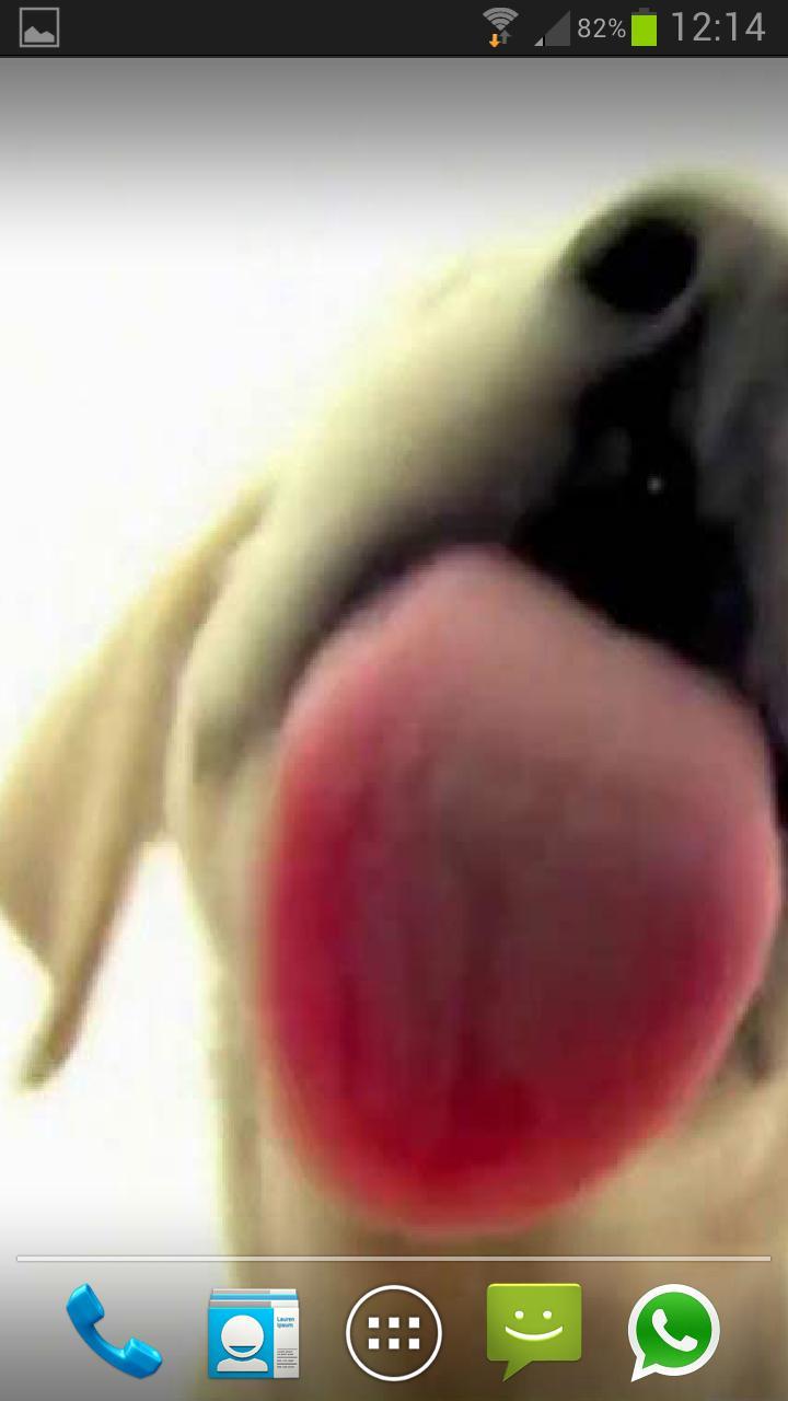 DOG SCREEN CLEANER LWP FREE