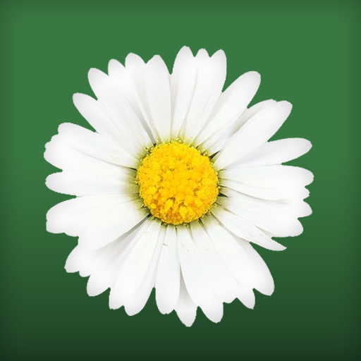 Daisy Flower