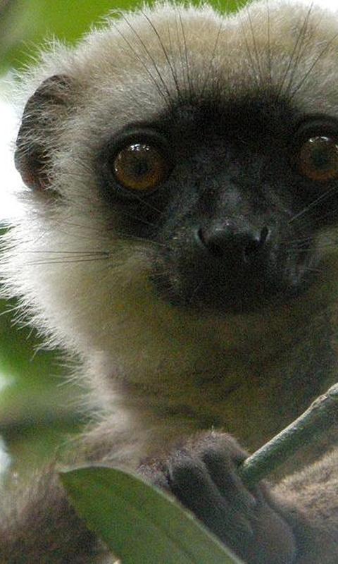Lemur wallpapers