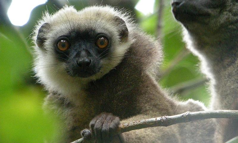 Lemur wallpapers
