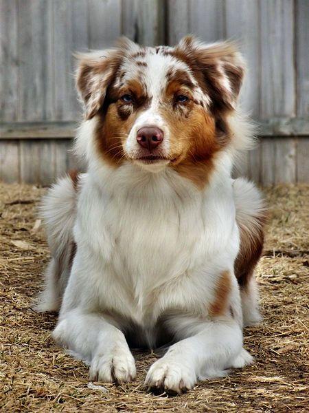 Australian Shepherd Puzzle
