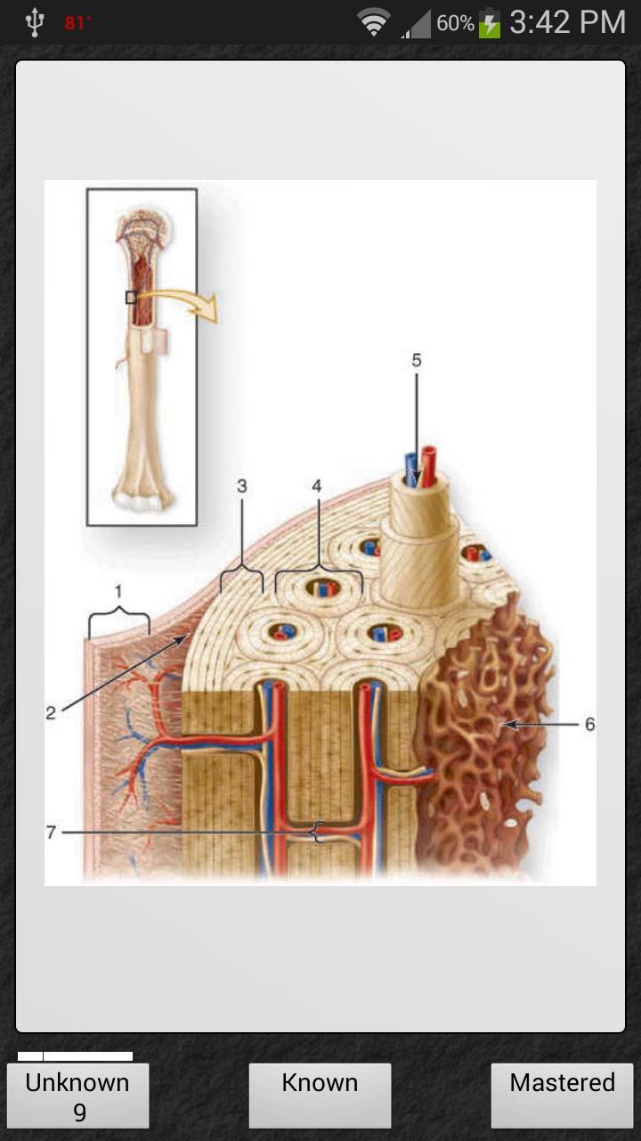 Basic Histology Flash Cards