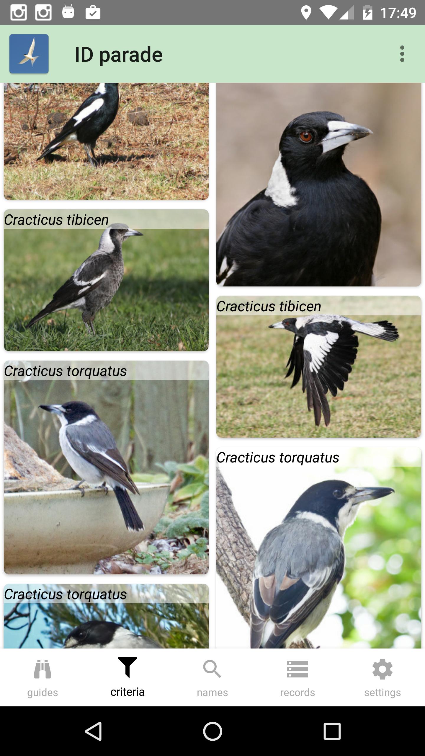 Australian Birds Guide