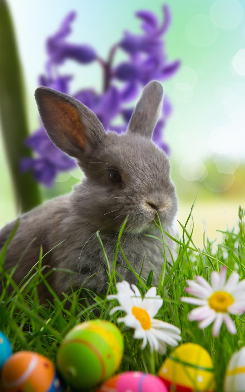Easter Live Wallpaper