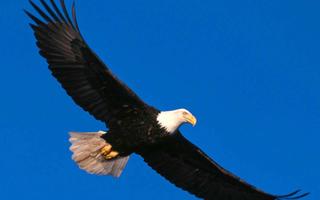 Eagle