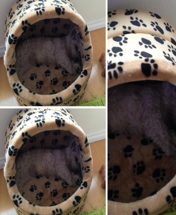 Dog Beds Memory Game