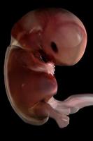 Abacus OB Prime - Standard