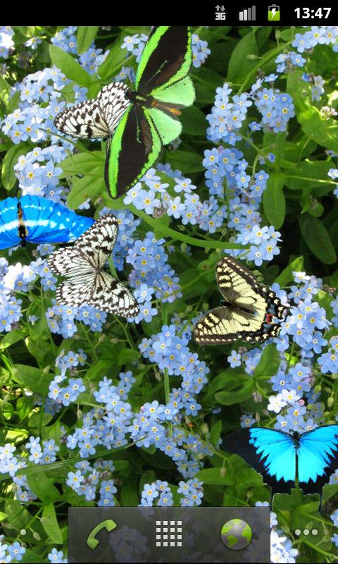 Butterfly Live Wallpaper Free
