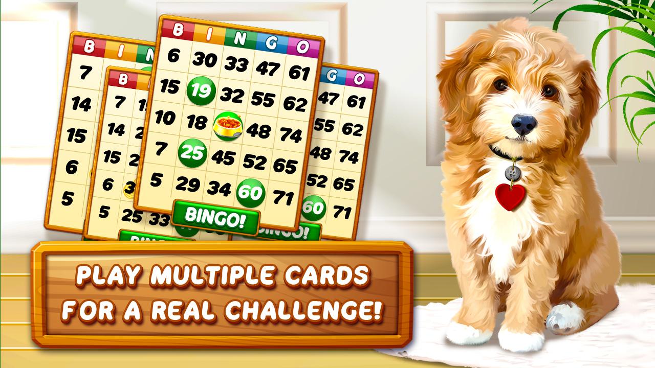 Bingo Dog