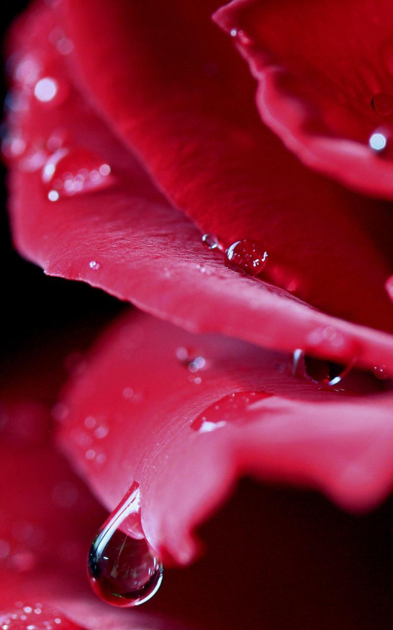 Dew Drops Live Wallpaper