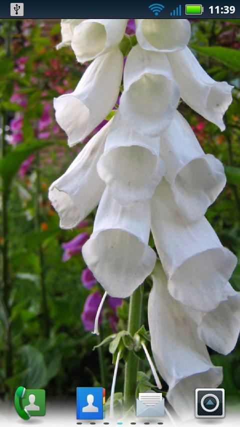 Foxgloves Live Wallpaper