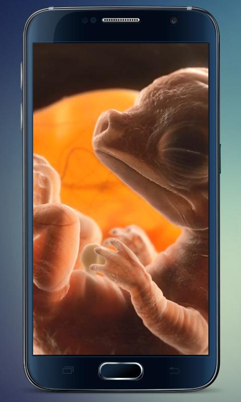 Embryo Dragon Live Wallpaper