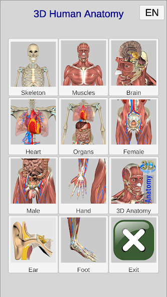 3D Bones and Organs (Anatomy)