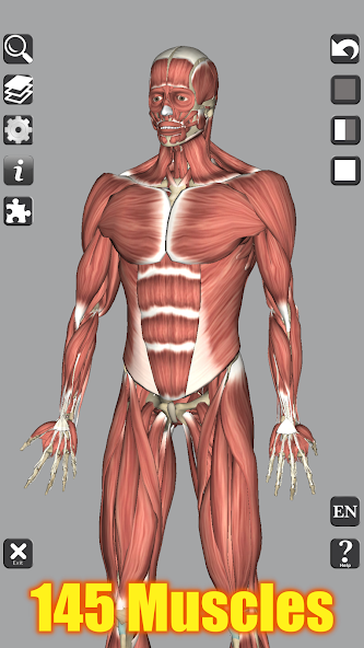 3D Bones and Organs (Anatomy)