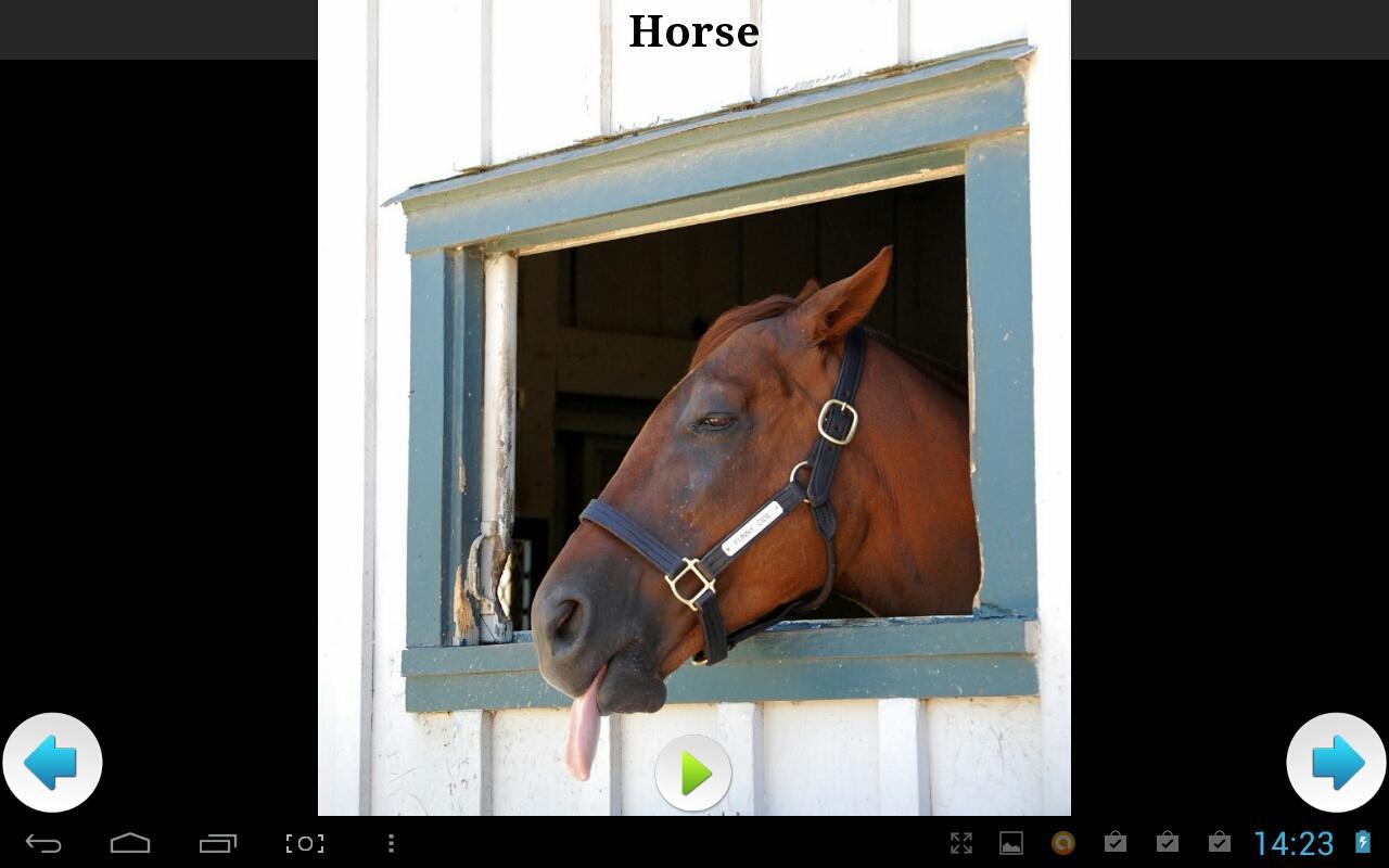 Best Funny Animals Sounds