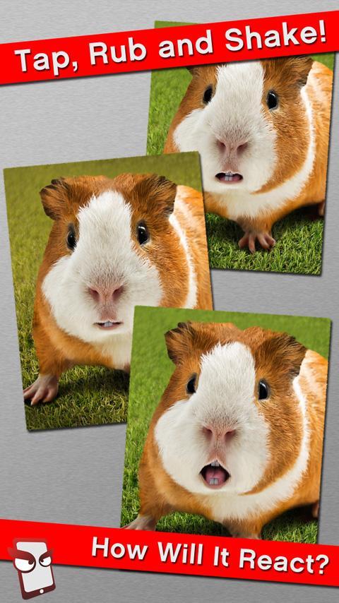 Angry Guinea Pig Free!