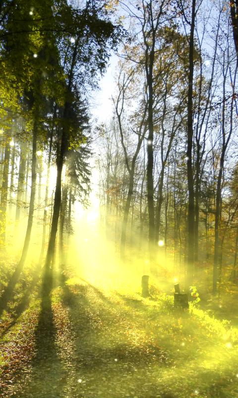 Forest Wallpaper