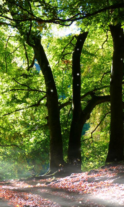 Forest Wallpaper