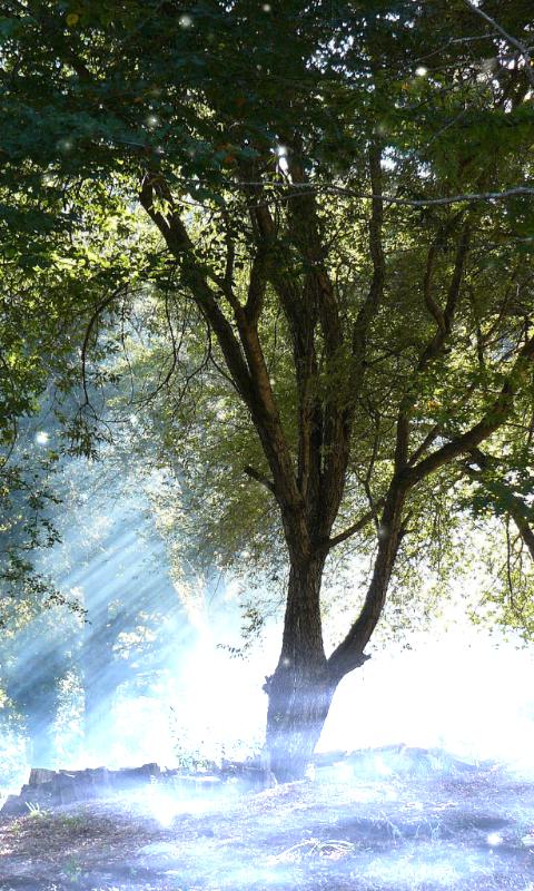 Forest Wallpaper