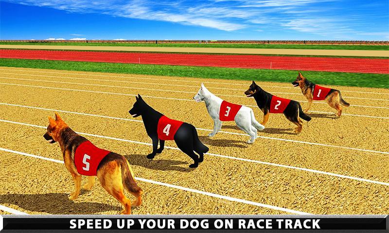 Wild Greyhound Dog Racing