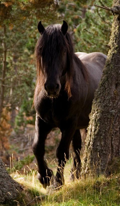 Horse Live Wallpaper