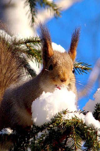 Squirrel Puzzle