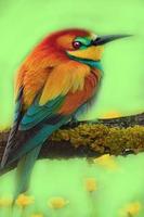 How To Draw Bird