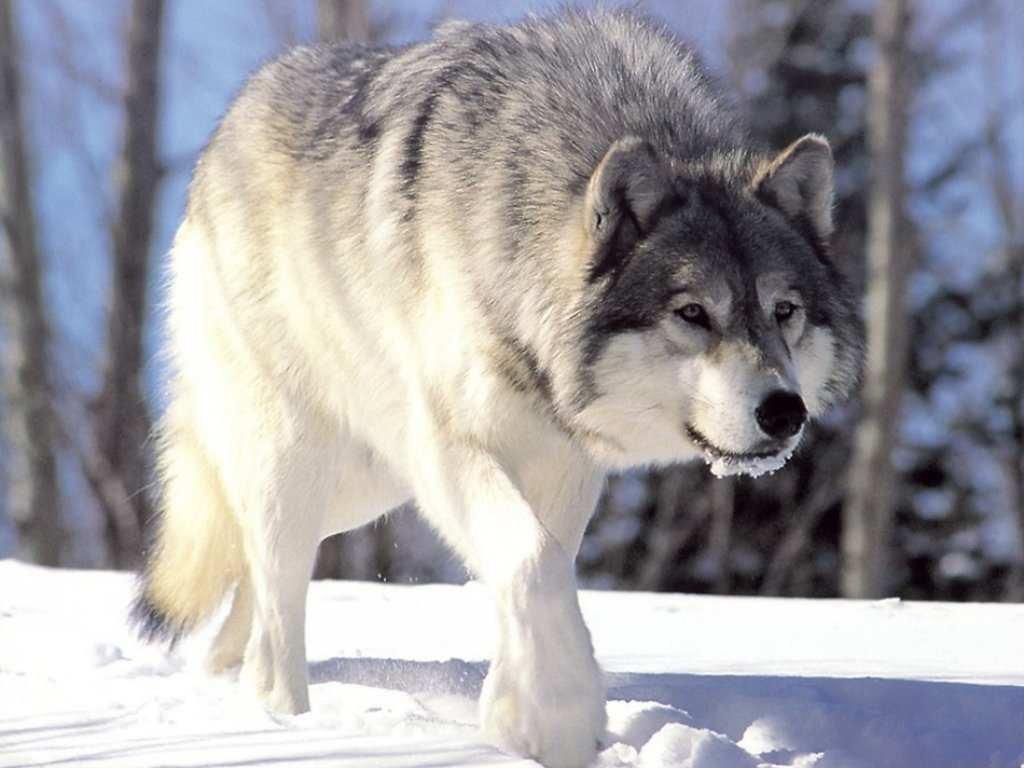 Wolves Puzzles