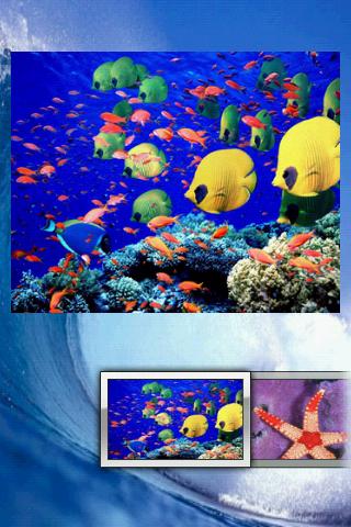 Ocean Life Puzzle
